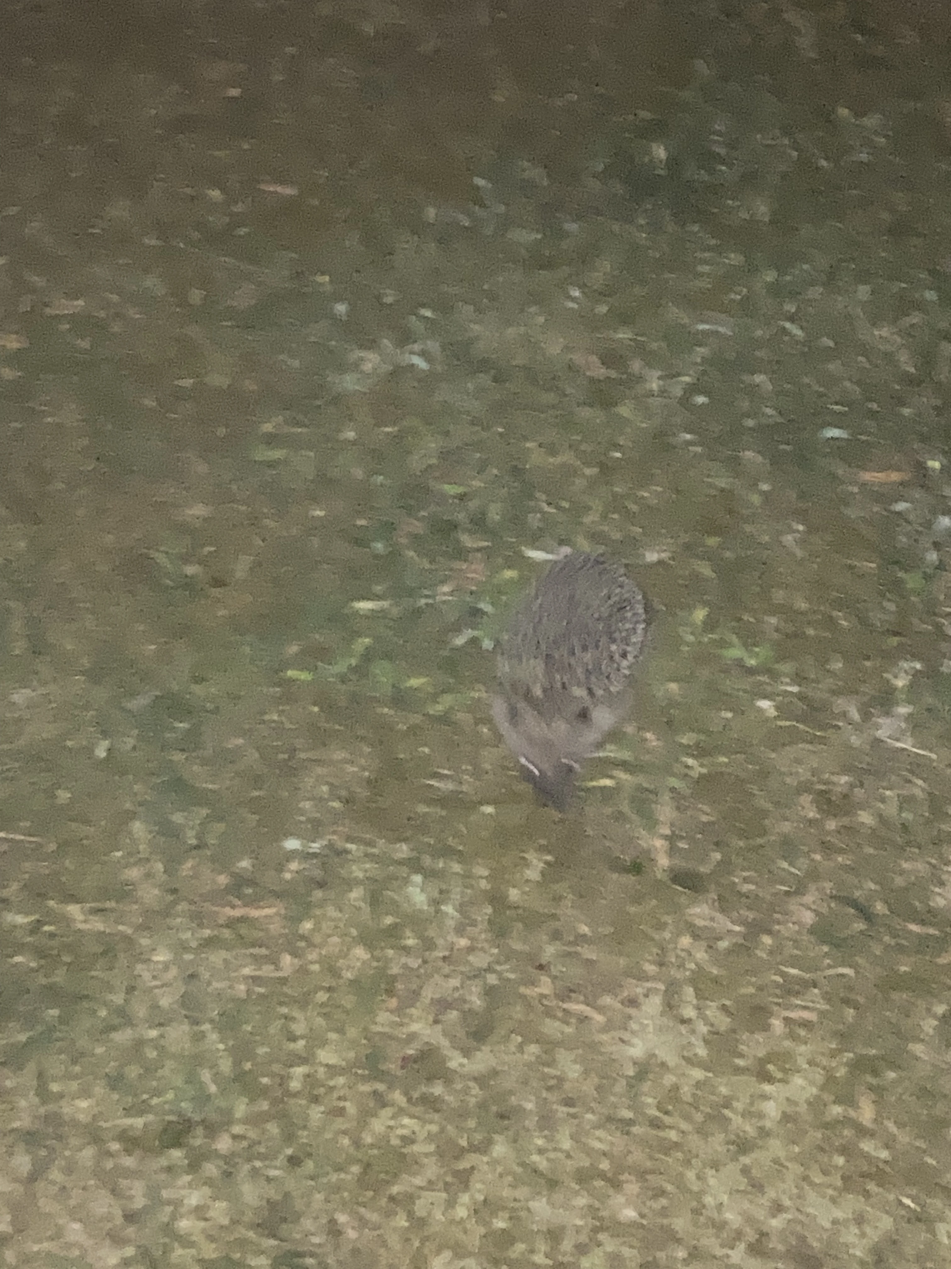 Igel in der Nacht-hf